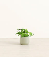 Load image into Gallery viewer, Turquoise*****Profile