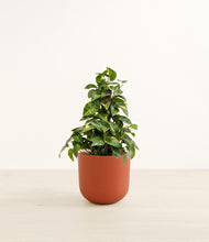 Load image into Gallery viewer, Earth Red*****Profile