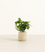 Load image into Gallery viewer, Almond Green*****Profile
