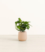 Load image into Gallery viewer, Gentle Pink*****Profile