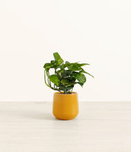 Load image into Gallery viewer, Mustard*****Profile
