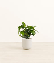 Load image into Gallery viewer, Natural Bamboo*****Profile