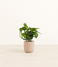 Load image into Gallery viewer, Sandy Pink*****Profile