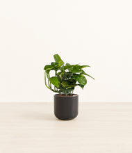 Load image into Gallery viewer, Stone Black*****Profile