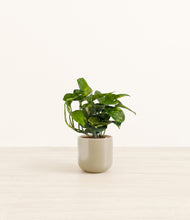 Load image into Gallery viewer, Sage Green*****Profile