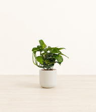 Load image into Gallery viewer, Cotton White*****Profile