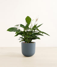 Load image into Gallery viewer, Iron Gray*****Profile