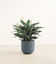 Load image into Gallery viewer, Iron Gray*****Profile