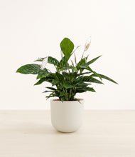 Load image into Gallery viewer, Natural Bamboo*****Profile