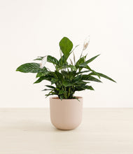 Load image into Gallery viewer, Sandy Pink*****Profile