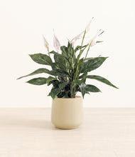 Load image into Gallery viewer, Almond Green*****Profile