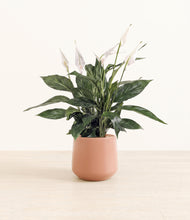 Load image into Gallery viewer, Calm Rose*****Profile