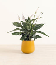 Load image into Gallery viewer, Mustard*****Profile
