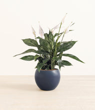 Load image into Gallery viewer, Deep Navy*****Profile