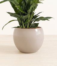 Load image into Gallery viewer, Desert Brown stand:all