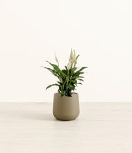Load image into Gallery viewer, Olive*****Profile