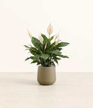 Load image into Gallery viewer, Olive*****Profile