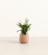Load image into Gallery viewer, Calm Rose*****Profile