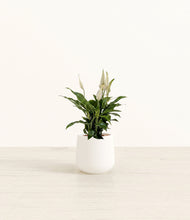 Load image into Gallery viewer, White*****Profile