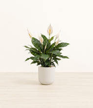 Load image into Gallery viewer, Natural Bamboo*****Profile