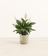 Load image into Gallery viewer, Sage Green*****Profile