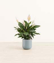 Load image into Gallery viewer, Misty Blue*****Profile