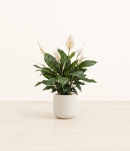 Load image into Gallery viewer, Cotton White*****Profile