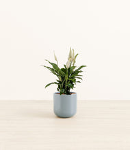 Load image into Gallery viewer, Misty Blue*****Profile