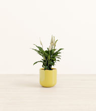 Load image into Gallery viewer, Key Lime Yellow*****Profile