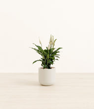 Load image into Gallery viewer, Cotton White*****Profile