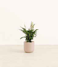 Load image into Gallery viewer, Sandy Pink*****Profile