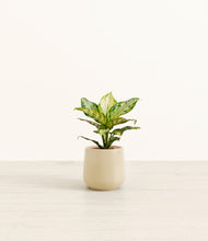 Load image into Gallery viewer, Almond Green*****Profile