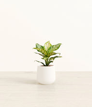 Load image into Gallery viewer, White*****Profile