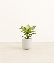 Load image into Gallery viewer, Natural Bamboo*****Profile