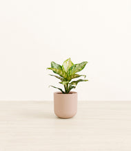 Load image into Gallery viewer, Sandy Pink*****Profile