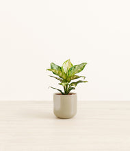 Load image into Gallery viewer, Sage Green*****Profile