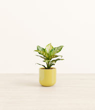 Load image into Gallery viewer, Key Lime Yellow*****Profile