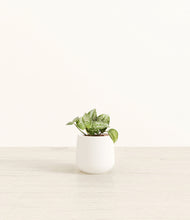 Load image into Gallery viewer, White*****Profile