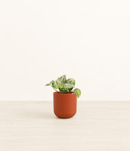 Load image into Gallery viewer, Earth Red*****Profile