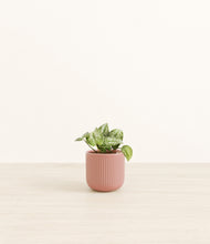 Load image into Gallery viewer, Striped Rose Pink*****Profile