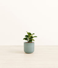 Load image into Gallery viewer, Reactive Aqua*****Profile