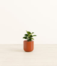 Load image into Gallery viewer, Glossy Red*****Profile