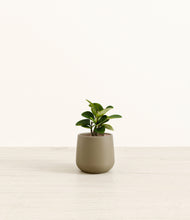 Load image into Gallery viewer, Olive*****Profile