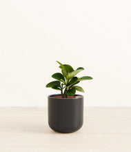 Load image into Gallery viewer, Stone Black*****Succulent