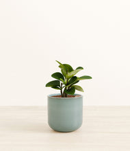 Load image into Gallery viewer, Reactive Aqua*****Succulent