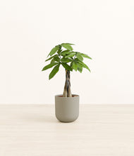 Load image into Gallery viewer, Sage Green*****Profile