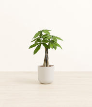 Load image into Gallery viewer, Natural Bamboo*****Profile