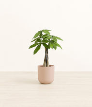 Load image into Gallery viewer, Sandy Pink*****Profile