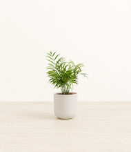 Load image into Gallery viewer, Natural Bamboo*****Profile