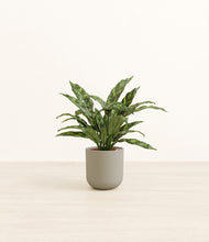 Load image into Gallery viewer, Sage Green*****Profile